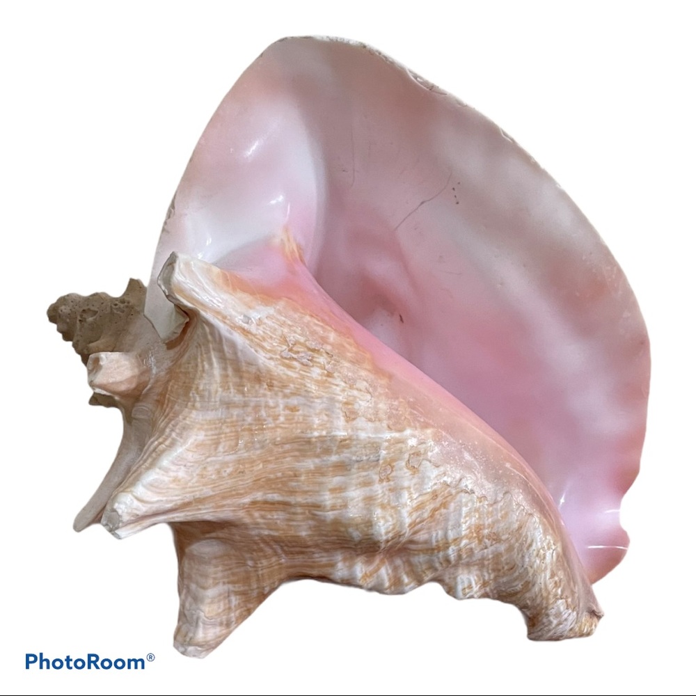 Conch Shell